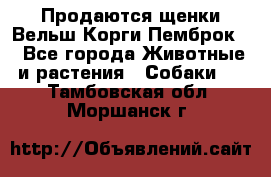 Продаются щенки Вельш Корги Пемброк  - Все города Животные и растения » Собаки   . Тамбовская обл.,Моршанск г.